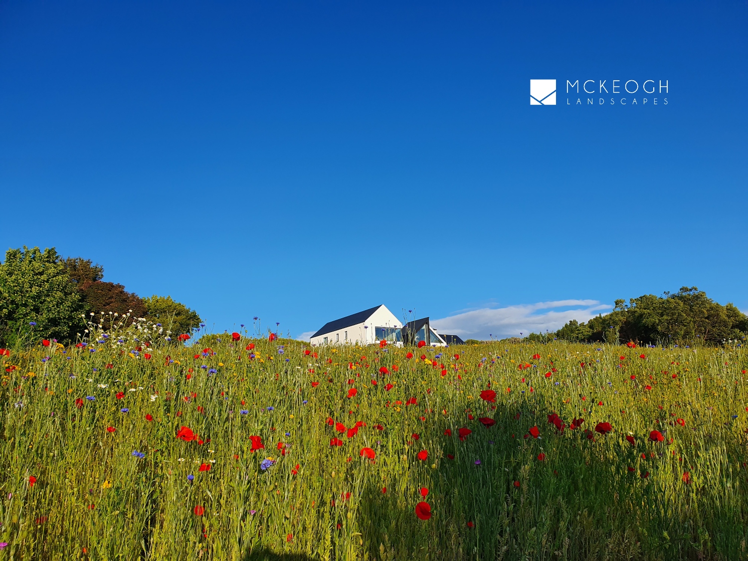 Landscaping-with-wildflower-for-modern-house-in-Co.-Clarea