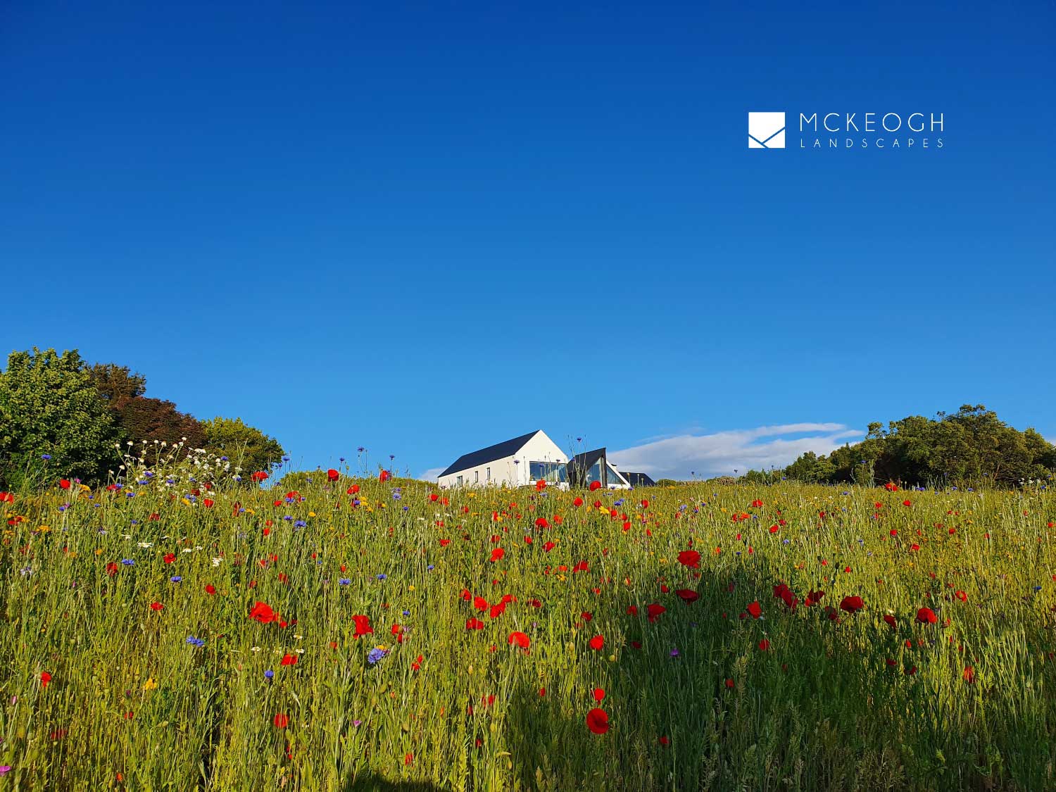 Landscaping-with-wildflower-for-modern-house-in-Co.-Clarea-thumb